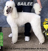 <b>
Bailee</b> .. UKC CH.Lijohas Limited Edition At Rchil's



