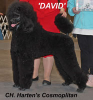 '<b>DAVID</b>'... CH. Harten's Cosmopolitan