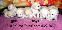 <strong> 'Ella's Pups born 6-22-26 sired by Kumo. <em><font color="#ff0066"> 1 girl & 3 boys available... Ready to go home mid-August! '</font></em></strong>