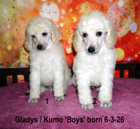 <b>Gladys pups born 6-3-26 sired by Kumo</b>. *** <font color="#ff0000"><em><strong> 2 boys available!  - Ready to go home early August! </strong></em></font>***