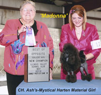 'Madonna'... CH. Ash's-Mystical Harten Material Girl