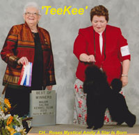 'TeeKee' ... Am.CH. Roses Mystical Amity A Star Is Born   (owned by Nancy Berg)