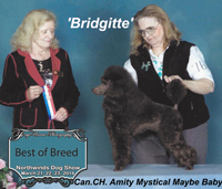 'Bridgett' ...  Can. CH. Amity Mystical Maybe Baby
