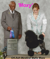 'Moxy'... CH. Ash's-Mystical Mafia Moxy