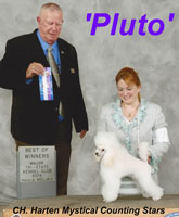 'Pluto'...CH. Harten Mystical Counting Stars