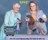 'Effe..Can CH. Ash's-Mystical May The Odds Be In Your Favor ..