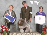 'Billy'...CH. Dalcrista's On A Carousel