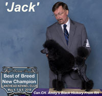 'Jack'.. Can. CH. Amity's Black Hickory From RH