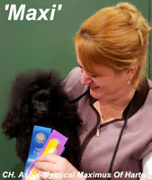 ** Am.CH. **  'Maxi'  CH. Ash's-Mystical Maximus Of Harten