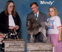 'Mindy'.. Can. CH. Ash's-Mystical Nanu Nanu Mindy
