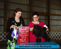  'JAY'..CH. Ash's-Mystical Amity MockingJay.