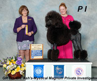 **NEW Grand Champion ** PI -  'Ash's-Mystical Magnum Private Investigator ... owned by Shosanna Stark