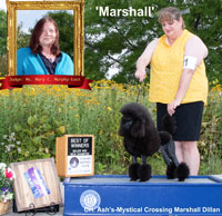 'Marshall' .. CH. Ash's-Mystical Crossing Marshall Dillan
