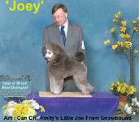 'Joey' .. Am/Can. CH. Amity's Little Joe From Snowbound **new owner Paula Ford**