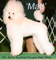 'Matt' .. CH. Ash's-Mystical Escape Matt Dillian