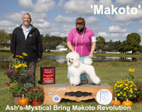'Makoto' .. CH. Ash's-Mystical Bring Makoto Revolution ** new owner Paula Ford**
