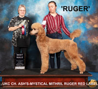 UKC CH. Ash's-Mystical Mithril Ruger Red Label