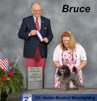 'Bruce'...CH. Harten Mystical Moonlighting