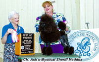'Maddox'..CH.Ash's-Mystical Sheriff Maddox