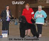'David' .. CH. Harten's Cosmopolitan