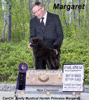 **New Canadian CHampion ** ' Margaret' ... Amity Mystical Harten Princess Margaret
